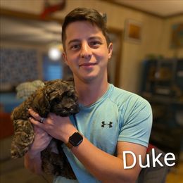 Duke - Brown male Cockapoo puppy in Sunset, Louisiana from Cano Cockapoos