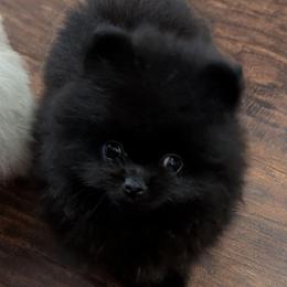 Carly - Black female Pomeranian puppy in Danielsville, Georgia from PassionatePomPoms