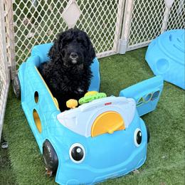Ham - Phantom male Goldendoodle puppy in Everett, Washington from Pawlydoodles
