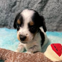 Marmoset - Piebald female Dachshund puppy in Bigfork, Minnesota from Dachshunds Up North
