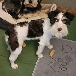 Darby - Miniature Schnauzer