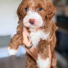Mint green collar - Brown and white female Bernedoodle puppy in Fort Wayne, Indiana from Crimson Curl Doodles