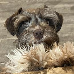 Lightning Thor - Liver male Miniature Schnauzer puppy in Port Orchard, Washington from Silver Bells Miniature Schnauzers