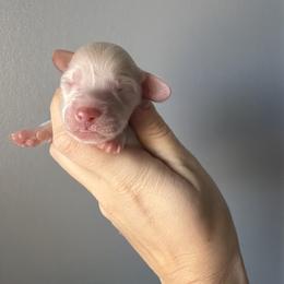 Boy 3 - Cream male Dachshund puppy in Martinsville, Virginia from Ana’s Beautiful Doxies