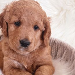 Girl 4 Valentine - Goldendoodle puppy in Grantville, Pennsylvania from Hershey PAw Doodles