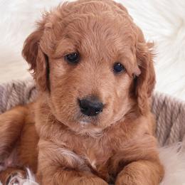 Girl 4 Valentine - Goldendoodle puppy in Grantville, Pennsylvania from Hershey PAw Doodles