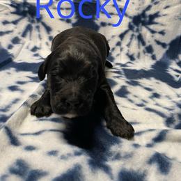 Rocky - Black and white male Bernedoodle puppy in Battle Creek, Michigan from T-Rose’s Bernedoodle & Pomsky Puppies