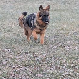 - German Shepherd puppy in Stuarts Draft, Virginia from Shengulli Shepherds