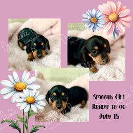 Girl 1 - Black and tan female Dachshund puppy in Park City, Montana from One Pickle Dog Miniature Dachshunds