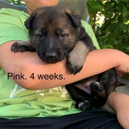 S litter - Black female German Shepherd puppy in Effingham County, Illinois from Delaney Working Dogs
