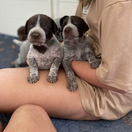 German Shorthaired Pointer Puppies from Thunder Mountain Gun Dogs