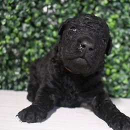 Poppy - Black female Curly-Coated Retriever puppy in Venice, Florida from Seaside kennels