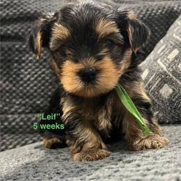 Leif - Black and tan male Yorkshire Terrier puppy in Forest, Virginia from Majestic Touch Kennels and Pet Services