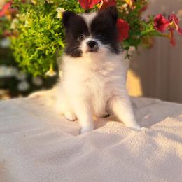 Pomeranian Puppies from Tonia's Pomeranians