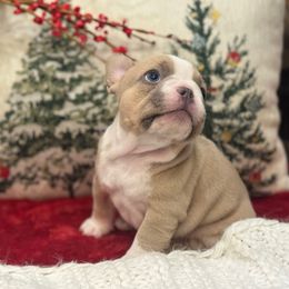 Cupid - Blue fawn male French Bulldog puppy in Santa Rosa, California from Ingram Ranch Frenchies