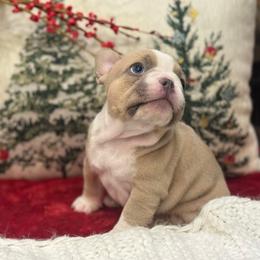 Cupid - Blue fawn male French Bulldog puppy in Santa Rosa, California from Ingram Ranch Frenchies