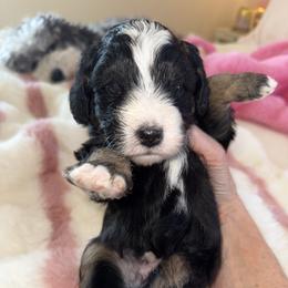 Black - Tri-color male Bernedoodle puppy in Curtice, Ohio from The Pink Doghouse
