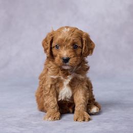 Cy - Red male Cavapoo puppy in Apple Creek, Ohio from Grandeur Valley Puppies