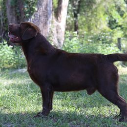 Brew - Labrador Retriever