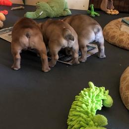 French Bulldog Puppies from Mimosa Acres French Bulldogs