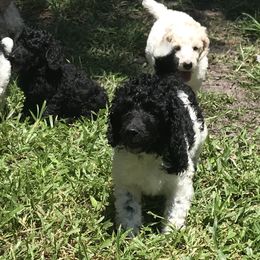Poodle Puppies from Southern Standards
