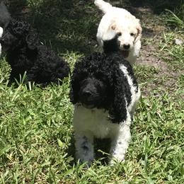 Poodle Puppies from Southern Standards