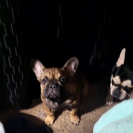 French Bulldog Puppies from 4 Leaf Frenchies