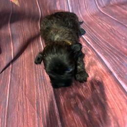 Snoopy - Chocolate brindle male Havapoo puppy in Brookings, South Dakota from Hofer Pups