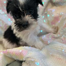 Coco - Parti female Miniature Schnauzer puppy in Palestine, Texas from Miniature Schnauzer Puppies of Palestine Tx