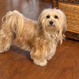 Maggie Mae - Havanese