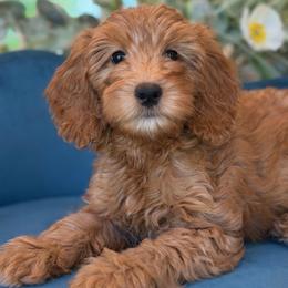 Photobomber - Red male Bernedoodle puppy in Yuciapa, California from AlltheDoodlez_