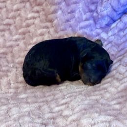 Girl 1 - Tri-color female Cavapoo puppy in Nampa,, Idaho from Clig Doodle Days