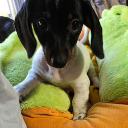 Tissy Mini AKC Smooth 2650.00 Tri Color Pibald - Piebald female Dachshund puppy in Oklahoma City, Oklahoma from Hamm Weenies  AKC (Dachshunds)