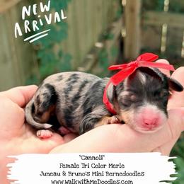 Cannoli - Blue merle female Bernedoodle puppy in Orange, Texas from Walk with Me Doodles