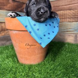 Oregano - Black male Newfoundland puppy in Tully, New York from Bear Paw Newfoundlands