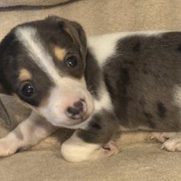 Dachshund Puppies from Kat Thomas