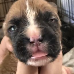 Girl 1 - Fawn female Boxer puppy in Franklin, Georgia from Lakeside Kennels of Franklin