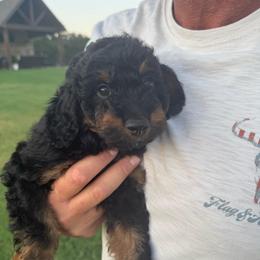 Boy 3 (limeade) - Black tri-color male Aussiedoodle puppy in Paradise, Texas from Diamond Z Poodles & Doodles
