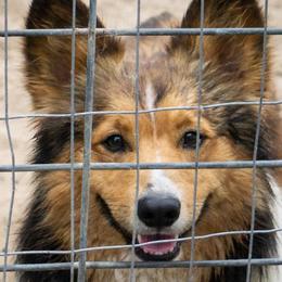 American Corgis and Pembroke Welsh Corgis from Cantu Corgis