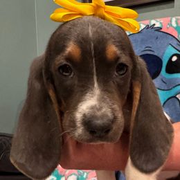 Mertle: Yellow Collar - Black and white female Basset Hound puppy in Monterey, Tennessee from Southern Belles Bassets