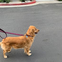 Nutmeg - Golden Retriever