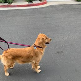 Nutmeg - Golden Retriever