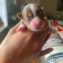 Grace - Chocolate, tan and white female Yorkshire Terrier puppy in Stockton, California from Lala & Co.