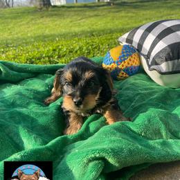 Yorkshire Terrier Puppies from TK PUPS