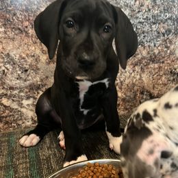 Great Dane Puppies from BkB’s House of Danes