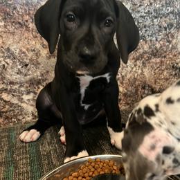 Great Dane Puppies from BkB’s House of Danes