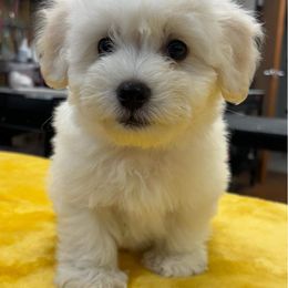 Coton de Tulear Puppies from Beethoven’s Cotons