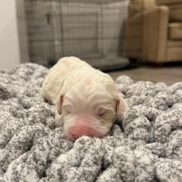 Blue - White male Sheepadoodle puppy in Fayette, Alabama from Luxapallila Sheepadoodles