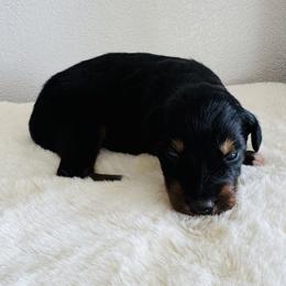 Theo - Black tri-color male Australian Shepherd puppy in Zwingle, Iowa from Homestead Aussies & Doodles