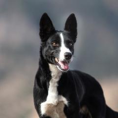McNab puppies from Vanir McNab Shepherds